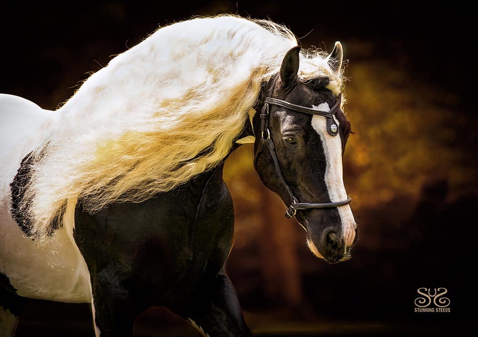 by Stunning Steeds Gypsy Vanner x Cob Stallion